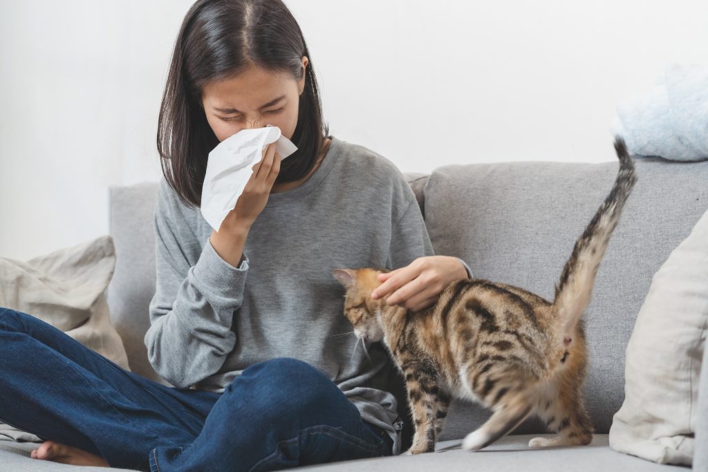Person sneezing into tissue while petting cat